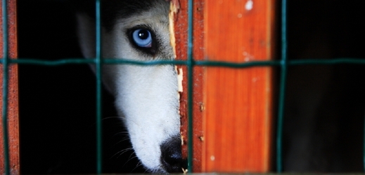 V Česku se často objevují chovatelé, kteří se k psům chovají špatně (ilustrační foto).