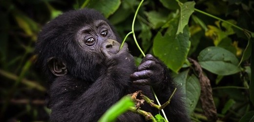 Mládě ohrožené horské gorily.