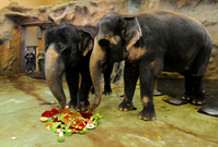 V ústecké zoologické zahradě se 30. listopadu konala oslava třiceti let chovu slonů.