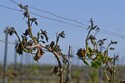 Vinařům způsobily mrazy škodu přes dvě miliardy Kč, zánik hrozí většině ovocnářů