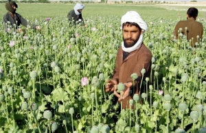 Afghánci mnohdy nemají lepší možnost, než mák na opium.