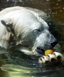 Koupelí během horkých dnů nepohrdne ani lední medvěd v zoo