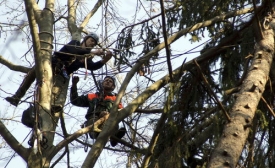 Zaměstnanci Lázeňských lesů Karlovy Vary odstraňují řádění orkánu.