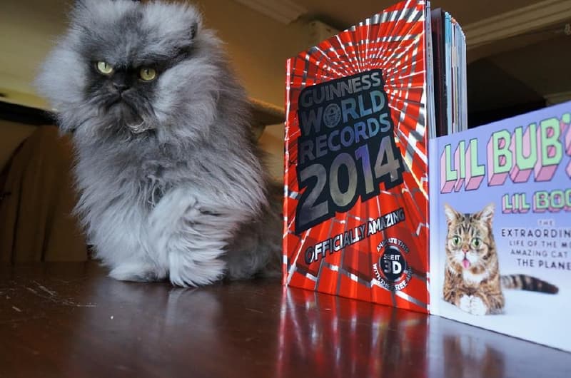 Zemřel Colonel Meow, internetová kočičí celebrita.