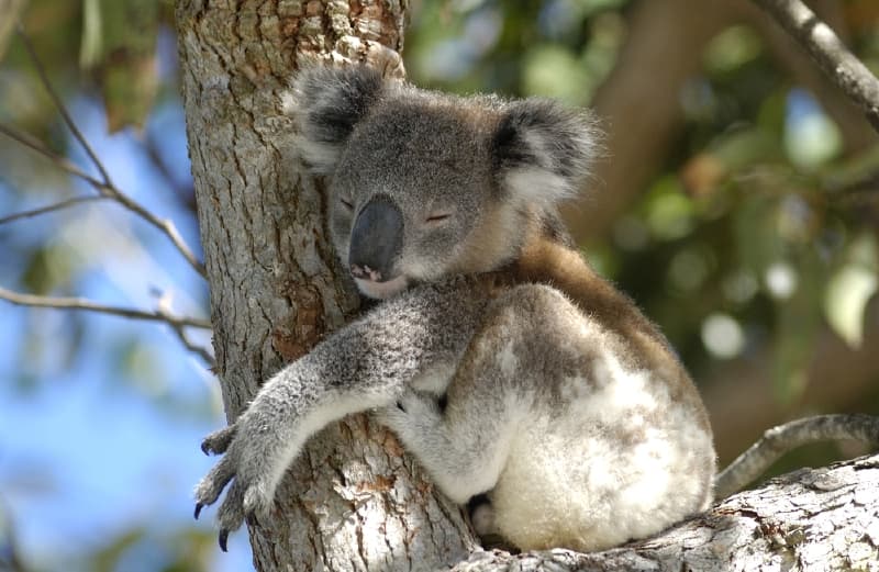 Objímáním kmene stromu chladí koala svůj organismus.