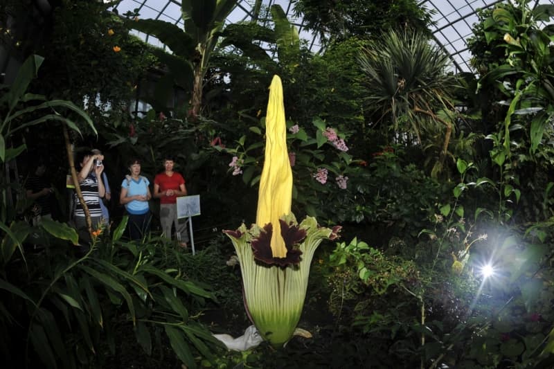 Zmijovec titánský liberecké botanické zahrady v roce 2011.