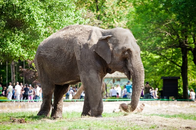 Sloni v zoo "tancovali" na hudbu (ilustrační foto).