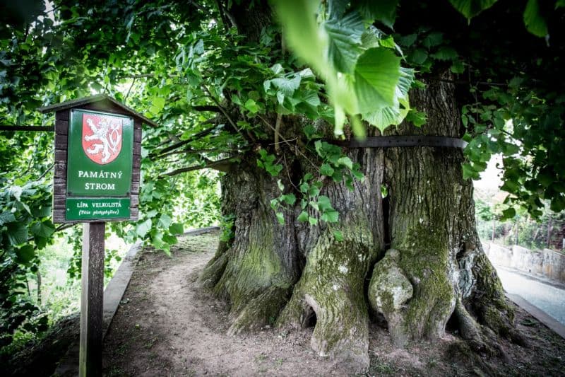 Tatobitská tisíciletá lípa
Stáří stromu: 650 let
Lokalita: Liberecký kraj, Tatobity
Příběh stromu: Památné lípě se přezdívá tisíciletá, přestože se odborníci shodují, že je strom pravděpodobně o několik století mladší. Lípa se objevuje v mnoha povídkách, básních, písních a stala se nedílnou součástí historie Tatobit, což dokazuje i její vyobrazení na obecním znaku a vlajce. Každoročně zde na počest tohoto památného stromu pořádají Slavnost lípy. V 50. letech se však při bouři odlomila polovina stromu a zbylo torzo, které místní řemeslník zpevnil obručemi.