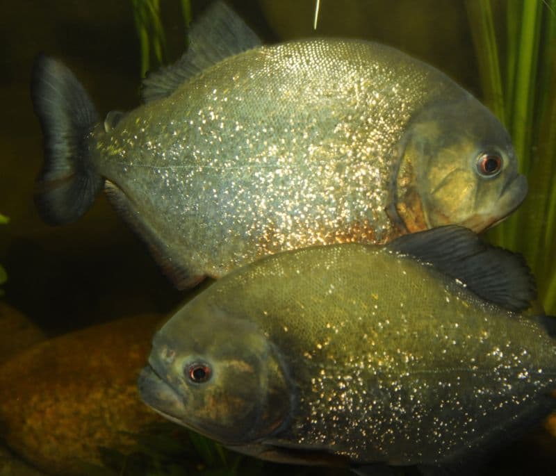 V Plzeňské zoo chovají piraně.