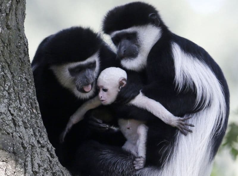 Mládě opice Gueréza pláštíkového, narozené v srpnu 2015 v pražské ZOO.