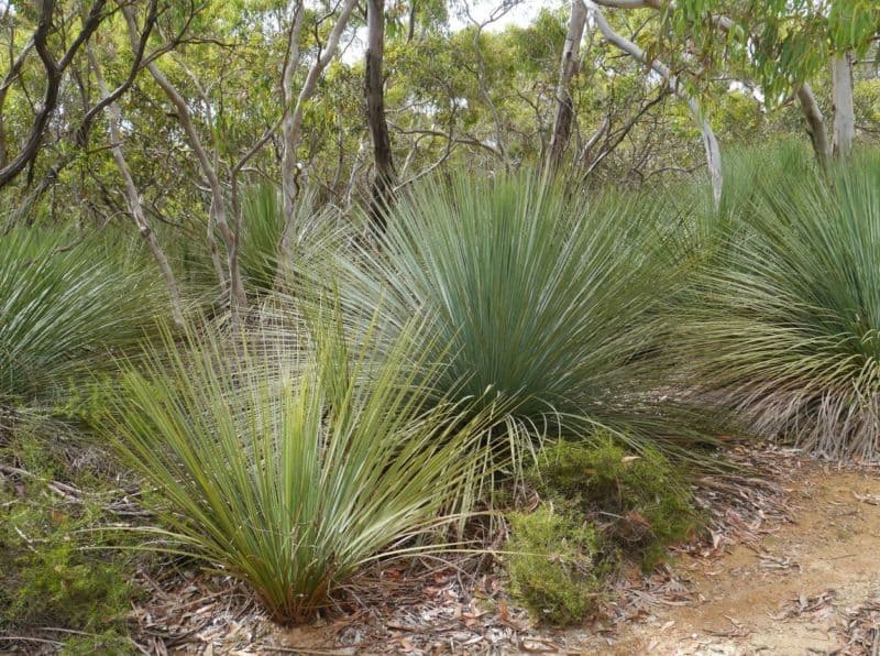 Xanthorrhoea nebo žlutokap se ve volné přírodě vyskytuje jen v Austrálii.