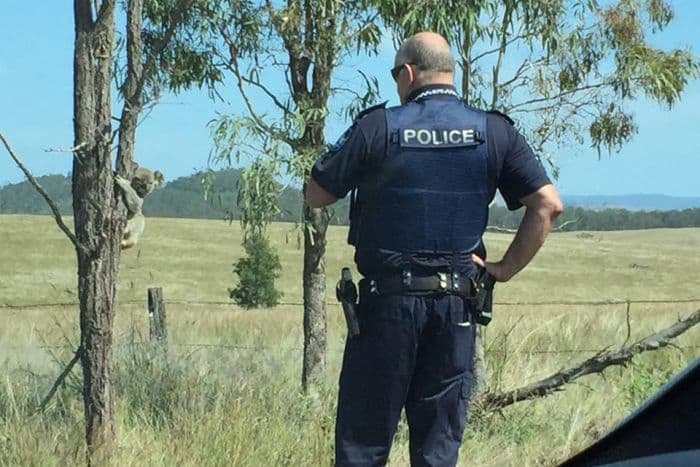 Policista vyprovodil koalu ze silnice a počkal, až vyleze zpět na strom.