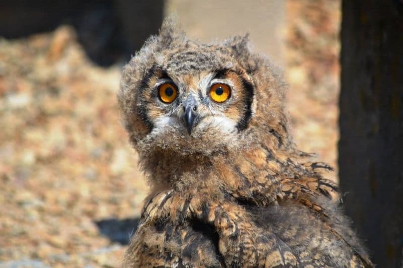 Nový sokolník představí návštěvníkům zoo šestnáct dravců. Na snímku měsíční výr bengálský.