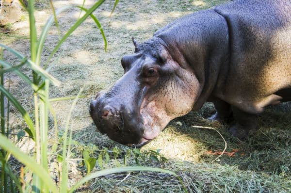 Zoologická zahrada ve Dvoře Králové přivítala hroší samice. 