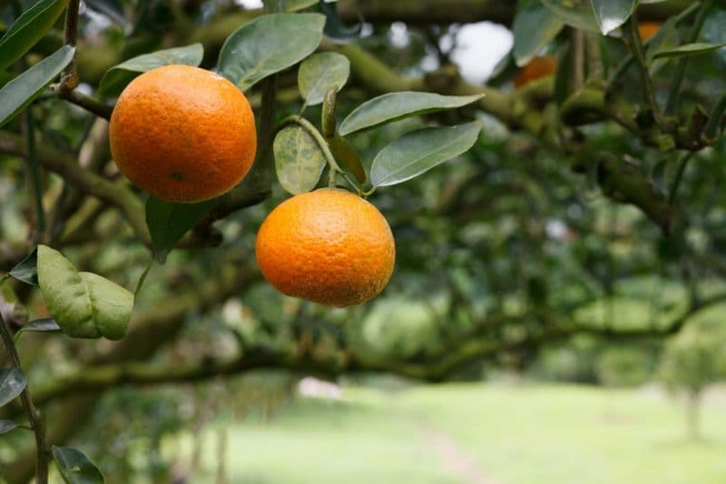 Návštěvníci mohou ve sklenících vidět různé plody citrusů jako je například pomerančovník či cedrát.