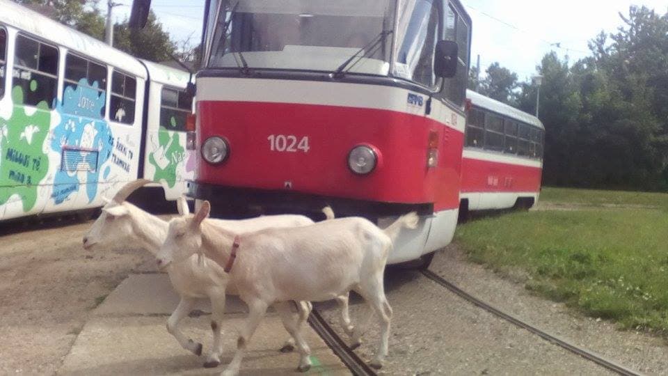 Tramvaj v Brně (ilustrační foto).