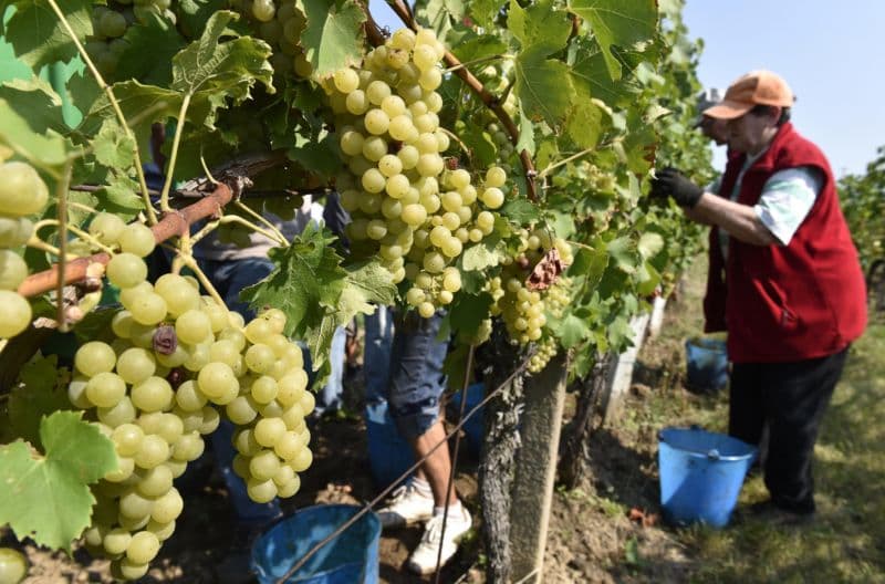 Sklízet se budou odrůdy jako Irsai Oliver, Muškát moravský či Müller Thurgau.