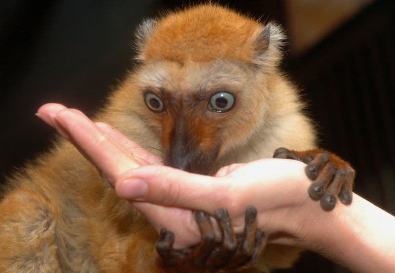 Ve volné přírodě je lemur Sclaterův velmi málo prozkoumaným druhem.