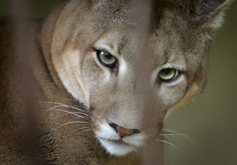 Puma zaútočila v Kanadě na psa.