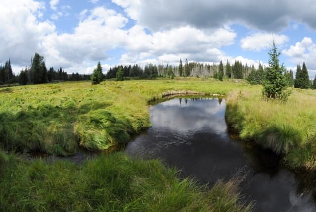 Na snímku jsou mokřiny u Šáreckého potoka v Národním parku Šumava.