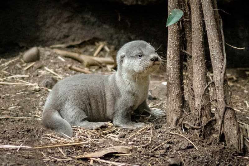 Kromě pražské zoo se vydry krátkosrsté podařilo rozmnožit pouze v Británii.