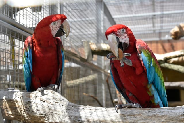 V papouščí zoo je k vidění přes 200 opeřenců.