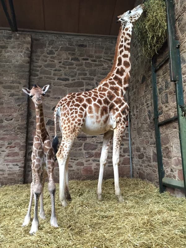 Nové vzácné žirafí mládě v Chester Zoo.