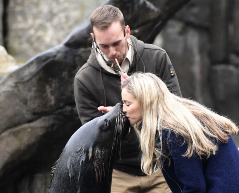 Pražská zoo letos zahájila 86. sezonu. Snímek z zážitkové trasy s lachtanem Melounkem.