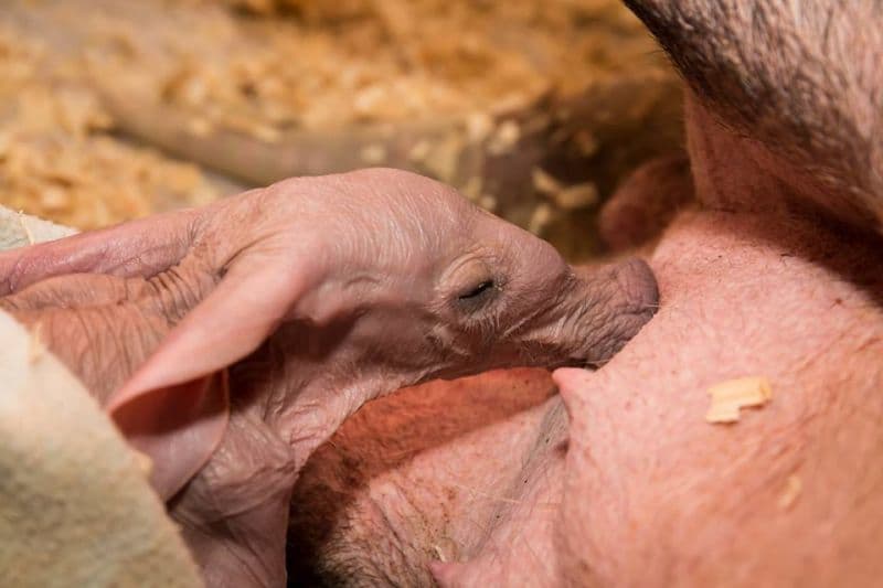 První mládě hrabáče kapského narozené ve dvorské zoo.