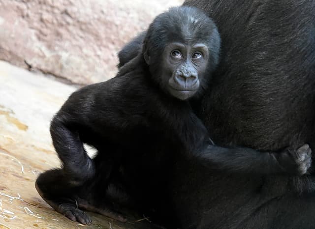 Sameček gorily nížinné Ajabu oslavil v pražské zoo své první narozeniny.