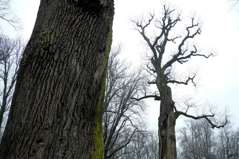 Vyberte svůj strom roku 2017.