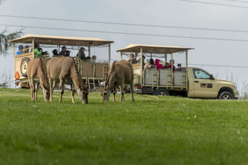 Africké safari ve Dvoře Královém. 