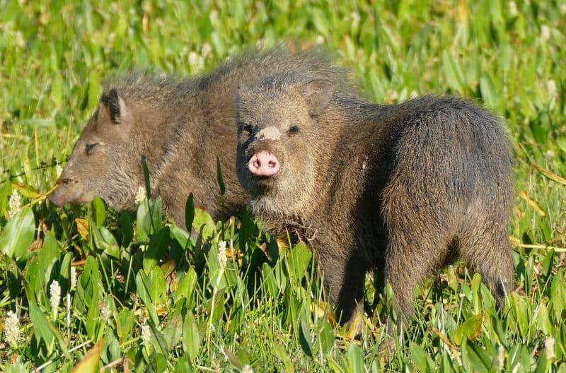 Pekari páskovaný se stal obětí krádeže z venezuelské zoo. 