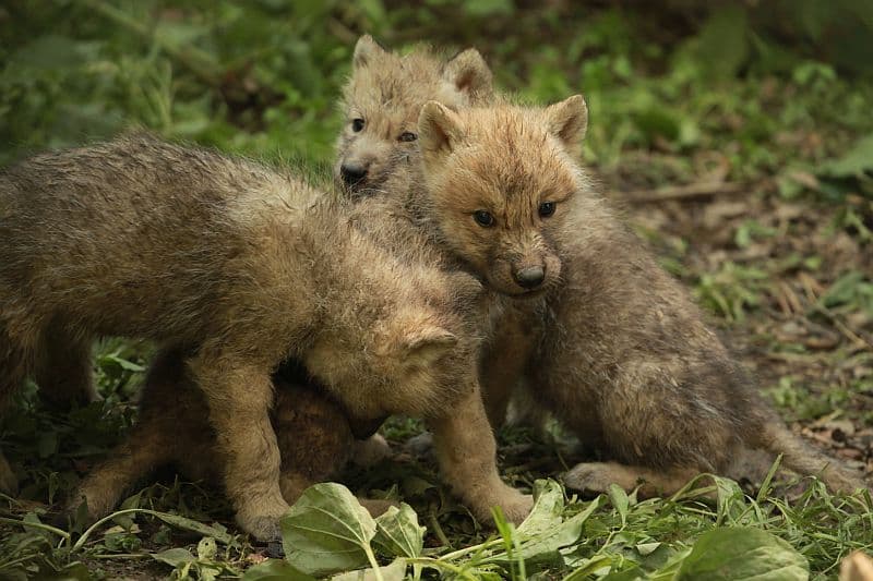 Smečka vlků arktických se v brněnské zoo rozrostla o paterčata, jednoho samce a čtyři samice. Mláďata už mohou návštěvníci vidět v expozici.