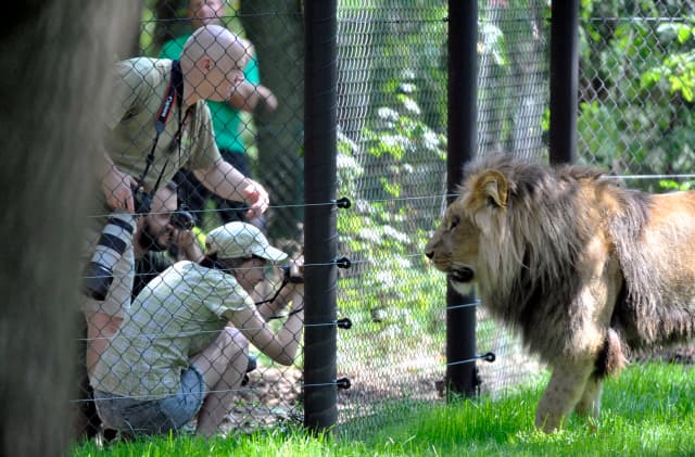 Lvi se do brněnské zoo vrátili po 14 letech.