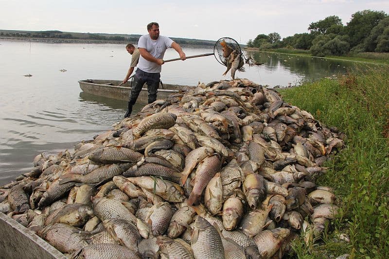 Rybníkáři vytahují uhynulé ryby z rybníku Nesyt na Břeclavsku.