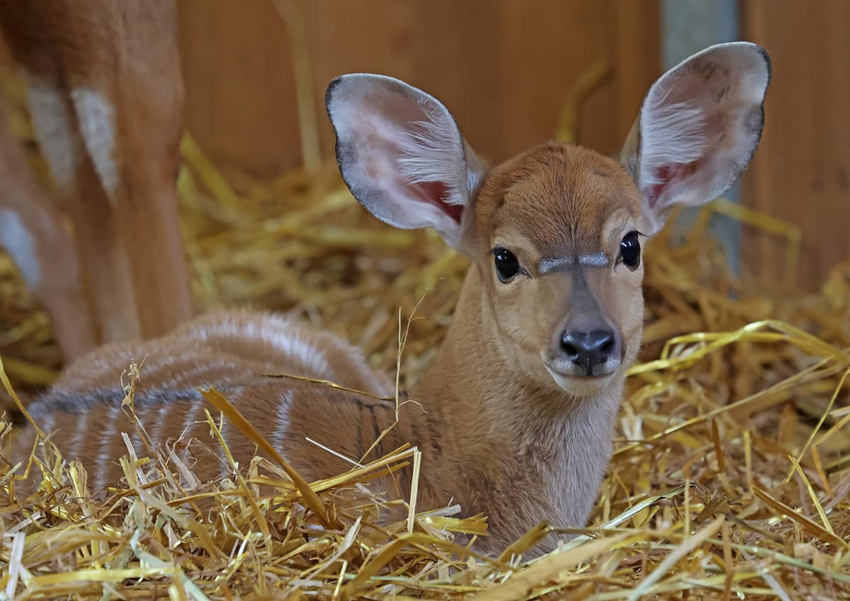 V plzeňské zoo přišla na svět dvě mláďata antilopy nyaly nížinné