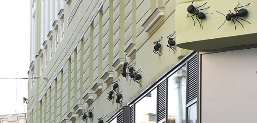 Mravenci na fasádě secesního domu v Brně.