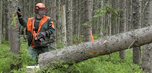 V pondělí 25. června začalo kácení v šumavské lokalitě Na Ztraceném u Modravy, má se tak zamezit šíření kůrovce.