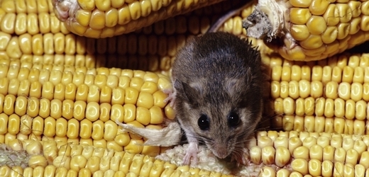 Geneticky modifikovaná kukuřice zabíjí? Pomalu s tou panikou.