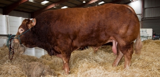 Pivovar při výrobě nápoje použil 11 kilogramů býčích varlat, ze kterých vyrobil osm sudů piva.