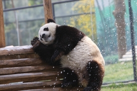 Pandy jsou oblíbená zvířátka. Víte proč? (ilustrační foto)
