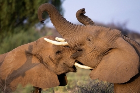 Sloni v Africe.