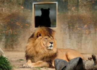 Zoo v Táboře zahájila provoz v roce 2011.