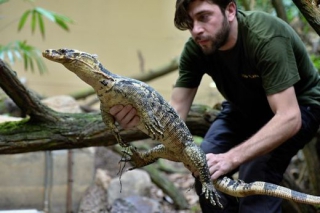 V dospělosti varan Cumingův dorůstá 150 až 170 centimetrů.