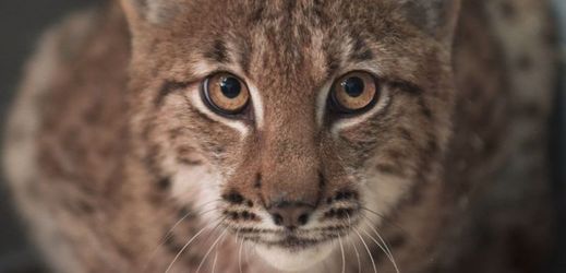 Na seznamu zvířat, která nesmějí ze zoo, je i rys ostrovid či tetřev hlušec.