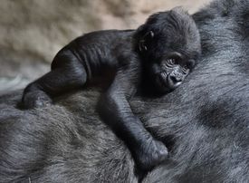 Gorilí sameček Ajabu.