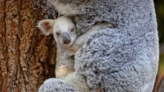 Samička se v australské zoo narodila počátkem letošního roku.