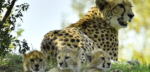 Geopardí mláďata s matkou Savannah. 