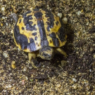 Brněnská zoo chová severní poddruh želvy pavoukovité.